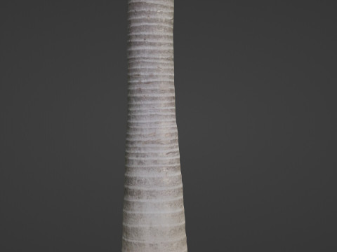 Coconut tree Model 3D