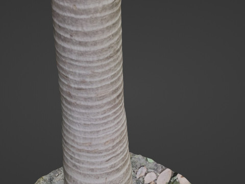 Coconut tree Model 3D