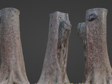 Tree 3D Model
