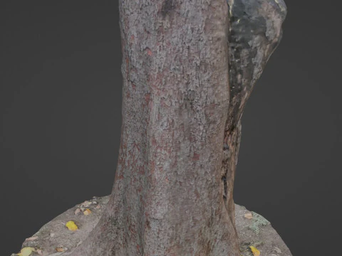 Tree 3D Model