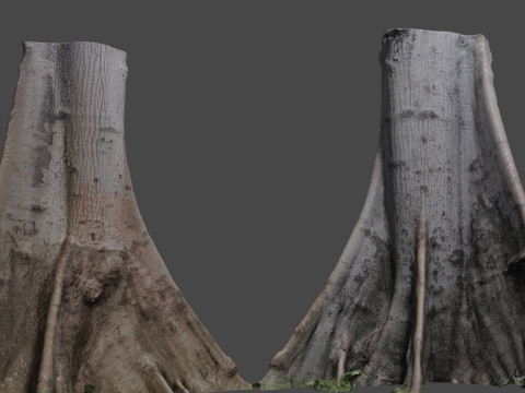 Tree Gaint 3D मॉडल