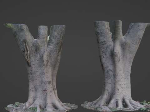 Tree scanned 3D Model