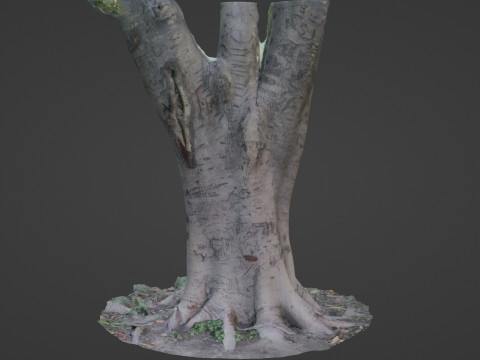 Tree scanned 3Dモデル
