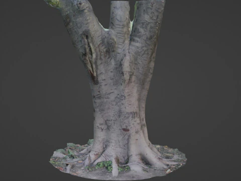 Tree scanned 3D Model