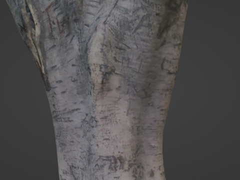 Tree scanned 3Dモデル