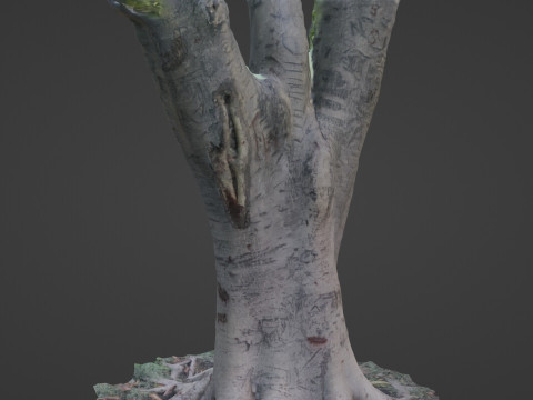 Tree scanned 3Dモデル