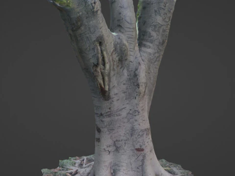 Tree scanned 3D Model