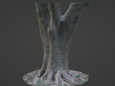 Tree scanned 3Dモデル