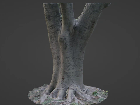 Tree scanned 3D Model