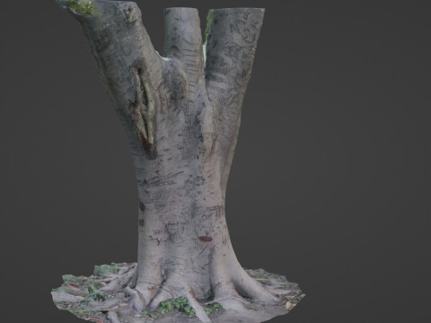 Tree scanned 3Dモデル