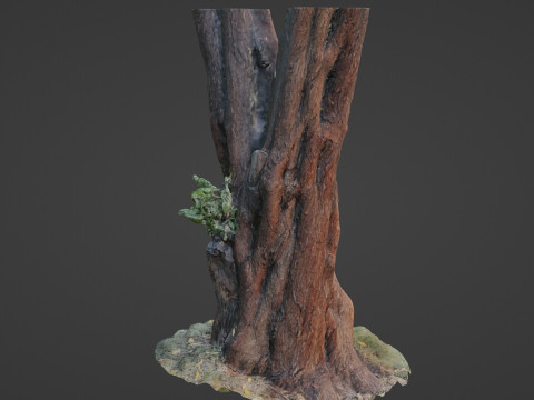 Tree 3D 模型