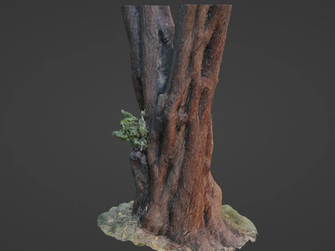 Tree 3D Model