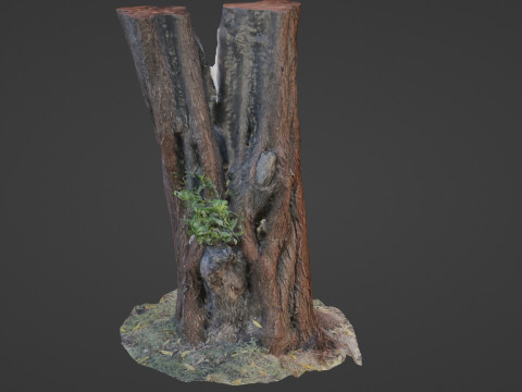 Tree 3D 模型