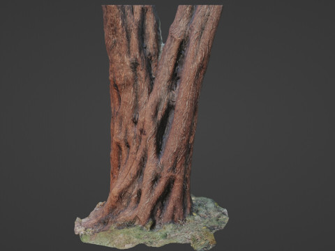 Tree 3D 模型