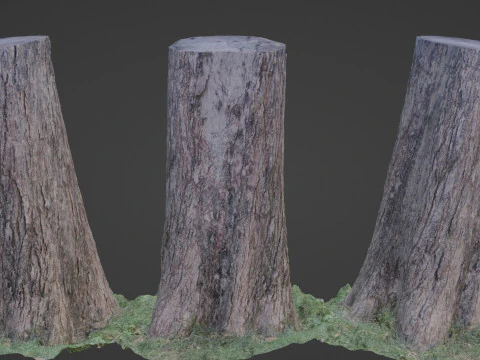 Trunk scan 3D Model