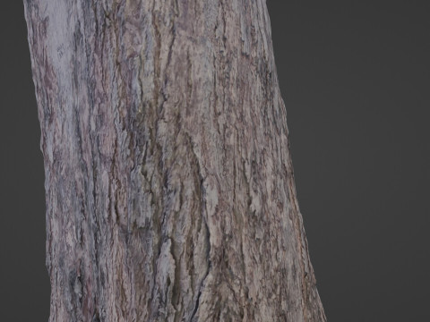 Trunk scan 3D Model