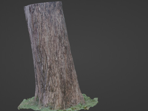 Trunk scan 3D Model
