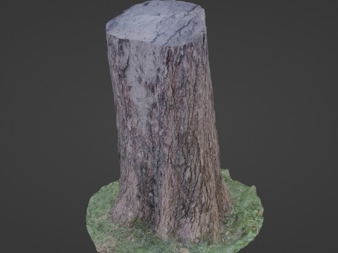 Trunk scan 3D Model