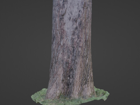 Trunk scan 3D Model
