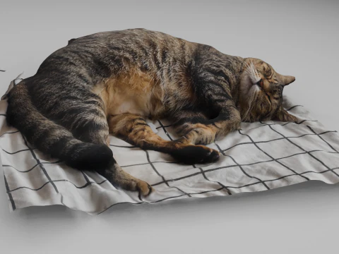 Cat 3D Model