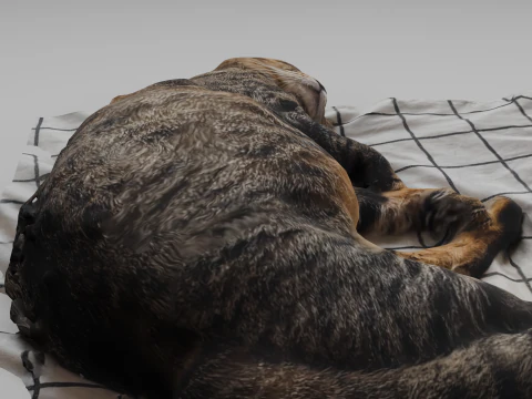 Cat 3D Model