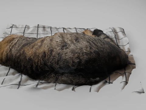 Cat 3D Model