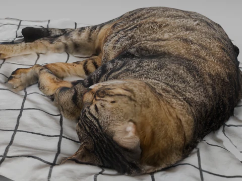 Cat 3D Model