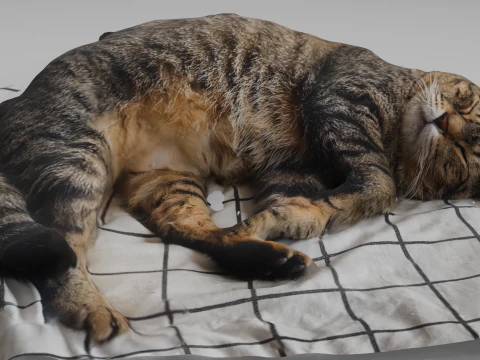 Cat 3D Model