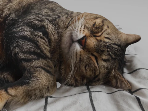 Cat 3D Model