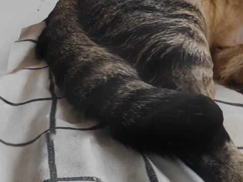 Cat 3D Model