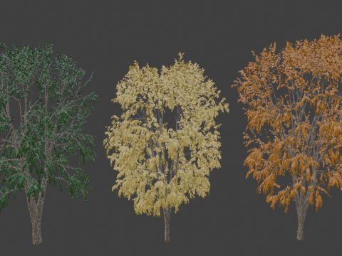 Beech Tree 3D Model