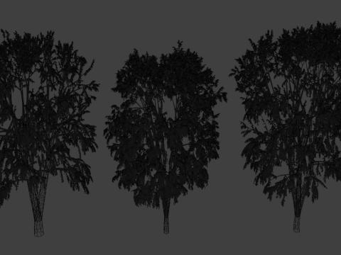 Beech Tree 3Dモデル