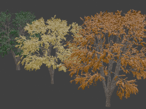 Beech Tree 3Dモデル