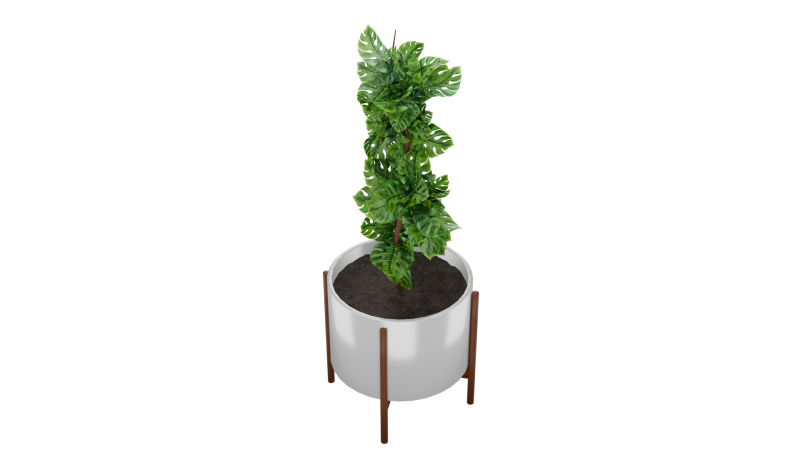 Indoor plant 3D 모델 .c4d .max .obj .3ds .fbx .stl .blend 