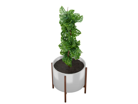 Indoor plant 3D Model