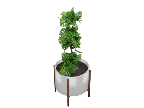 Indoor plant 3D 모델