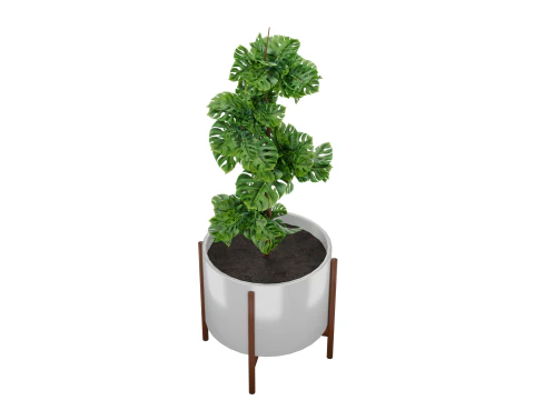 Indoor plant 3D Model
