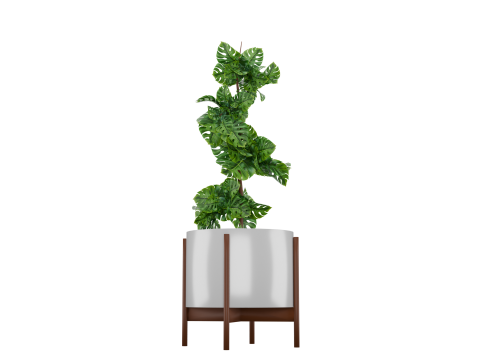 Indoor plant 3D 모델