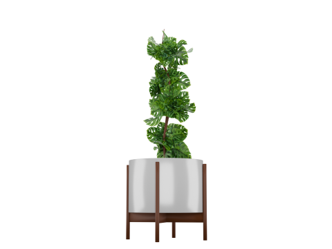 Indoor plant 3D 모델
