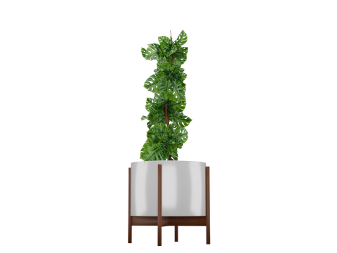 Indoor plant 3D 모델