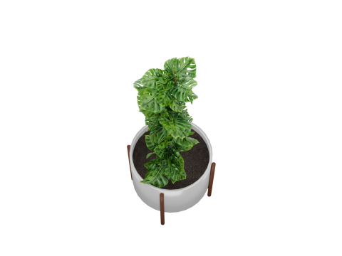 Indoor plant 3D 모델