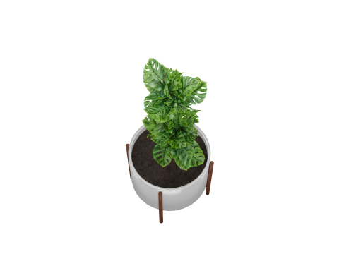 Indoor plant 3D 모델