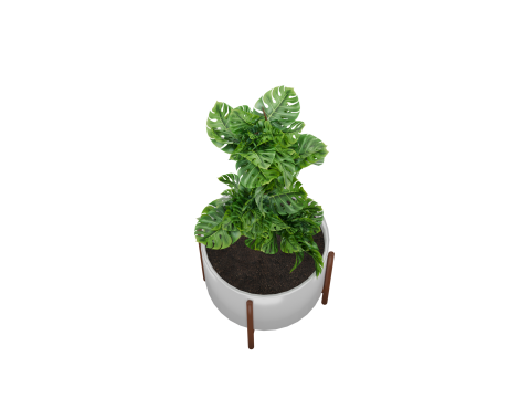 Indoor plant 3D 모델