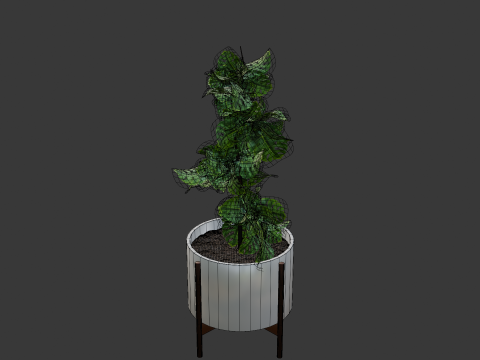 Indoor plant 3D 모델