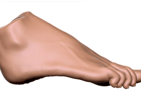 Female Foot - Printable - Scan Based 3D Print Model