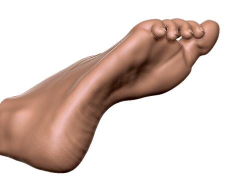 Female Foot - Printable - Scan Based 3D-printmodel