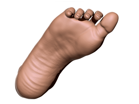 Female Foot - Printable - Scan Based 3D-printmodel