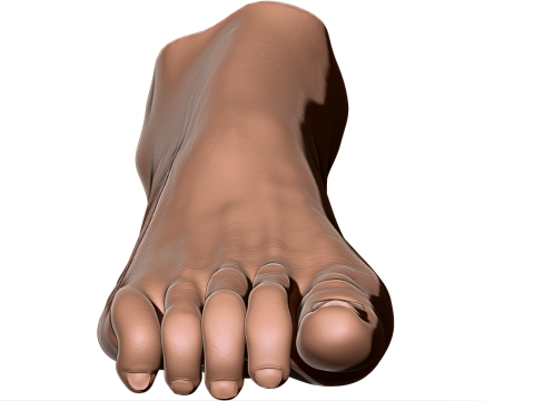 Female Foot - Printable - Scan Based 3D-printmodel