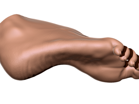Female Foot - Printable - Scan Based 3D-printmodel