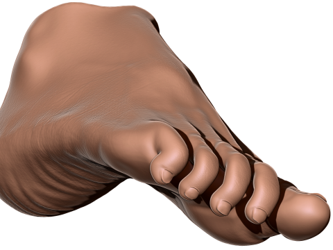 Female Foot - Printable - Scan Based 3D-printmodel